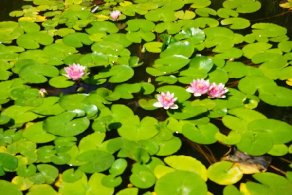 Pembe ve beyaz nilüferler, Nymphaea x tarikatı, Sanssouci Park 'ta bir gölette çiçek açarlar. Nymphaea, Nymphaeaceae familyasından bir su bitkisi cinsidir. Potsdam, Almanya 