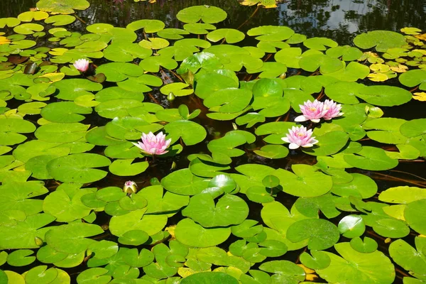 Pembe ve beyaz nilüferler, Nymphaea x tarikatı, Sanssouci Park 'ta bir gölette çiçek açarlar. Nymphaea, Nymphaeaceae familyasından bir su bitkisi cinsidir. Potsdam, Almanya 