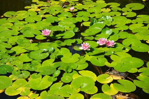 Pembe ve beyaz nilüferler, Nymphaea x tarikatı, Sanssouci Park 'ta bir gölette çiçek açarlar. Nymphaea, Nymphaeaceae familyasından bir su bitkisi cinsidir. Potsdam, Almanya 