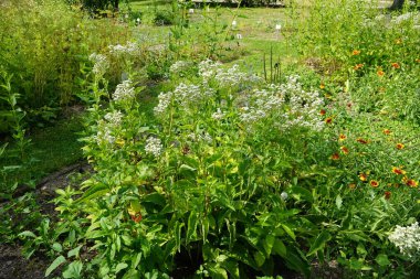 Partenyum integrifolyum Temmuz ayında çiçek açar. Parthenium integrifolium (yabani kinin), Asteraceae familyasından bir bitki türü. Potsdam, Almanya 