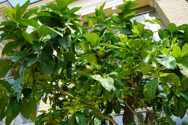 An exotic citrus tree with fruits grows in a pot near the Orangery Palace in the Sanssouci Park. Citrus is a genus of flowering trees and shrubs in the rue family, Rutaceae. Potsdam, Germany