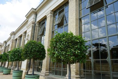 Meyveli egzotik turunçgil ağaçları Sanssouci Parkı 'ndaki portakal sarayının yakınındaki saksılarda yetişir. Turunçgiller (Rutaceae) familyasından çiçek açan bir çalı cinsidir. Potsdam, Almanya