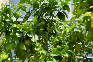 Meyveli egzotik bir narenciye ağacı Sanssouci Parkı 'ndaki Portakal Sarayı' nın yanındaki bir tencerede yetişiyor. Turunçgiller (Rutaceae) familyasından çiçek açan bir çalı cinsidir. Potsdam, Almanya 