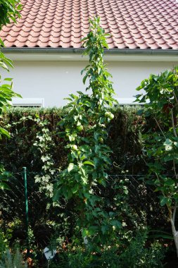 Sütun elma ağacı, Malus domestica 'Bolero', Ağustosta bahçede meyveler yetişiyor. Malus, gülgiller (Rosaceae) familyasından bir çalı cinsidir. Berlin, Almanya 