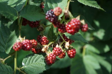 Rubus Fruticosus 'Kara Satin' ağustos ayında böğürtlenlerle yetişir. Rubus fruticosus, gülgiller (Rubus) familyasından bir böğürtlen türü. Berlin, Almanya 