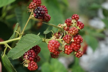 Rubus Fruticosus 'Kara Satin' ağustos ayında böğürtlenlerle yetişir. Rubus fruticosus, gülgiller (Rubus) familyasından bir böğürtlen türü. Berlin, Almanya 