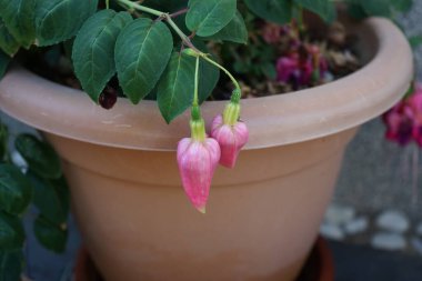 Ağustosta bahçede çiçek saksısında güzel fuşyalar açar. Fuxia, lat. Fuchsia, Kıbrıs Rum Kesimi 'nin Onagraceae familyasından bir bitki cinsidir. Berlin, Almanya