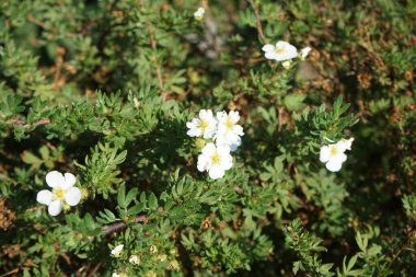 Beyaz Potentilla fruticosa 'Abbotswood' ağustosta bahçede çiçek açar. Potentilla, Rosaceae familyasından bir bitki türü. Berlin, Almanya  