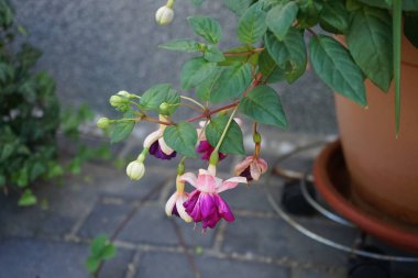 Ağustosta bahçede çiçek saksısında güzel fuşyalar açar. Fuxia, lat. Fuchsia, Kıbrıs Rum Kesimi 'nin Onagraceae familyasından bir bitki cinsidir. Berlin, Almanya