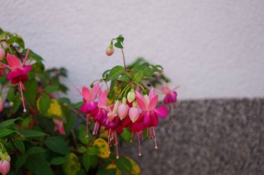 Ağustosta bahçede çiçek saksısında güzel fuşyalar açar. Fuxia, lat. Fuchsia, Kıbrıs Rum Kesimi 'nin Onagraceae familyasından bir bitki cinsidir. Berlin, Almanya