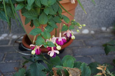 Ağustosta bahçede çiçek saksısında güzel fuşyalar açar. Fuxia, lat. Fuchsia, Kıbrıs Rum Kesimi 'nin Onagraceae familyasından bir bitki cinsidir. Berlin, Almanya