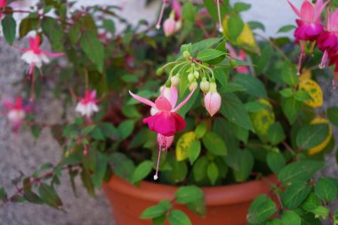 Ağustosta bahçede çiçek saksısında güzel fuşyalar açar. Fuxia, lat. Fuchsia, Kıbrıs Rum Kesimi 'nin Onagraceae familyasından bir bitki cinsidir. Berlin, Almanya