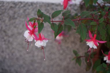 Ağustosta bahçede çiçek saksısında güzel fuşyalar açar. Fuxia, lat. Fuchsia, Kıbrıs Rum Kesimi 'nin Onagraceae familyasından bir bitki cinsidir. Berlin, Almanya