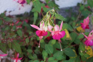 Ağustosta bahçede çiçek saksısında güzel fuşyalar açar. Fuxia, lat. Fuchsia, Kıbrıs Rum Kesimi 'nin Onagraceae familyasından bir bitki cinsidir. Berlin, Almanya
