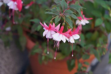 Ağustosta bahçede çiçek saksısında güzel fuşyalar açar. Fuxia, lat. Fuchsia, Kıbrıs Rum Kesimi 'nin Onagraceae familyasından bir bitki cinsidir. Berlin, Almanya