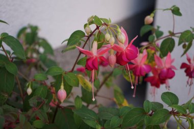 Ağustosta bahçede çiçek saksısında güzel fuşyalar açar. Fuxia, lat. Fuchsia, Kıbrıs Rum Kesimi 'nin Onagraceae familyasından bir bitki cinsidir. Berlin, Almanya