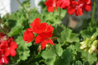Ayakta duran sardunyalar, Pelargonium hororum, ağustos ayında bir çiçek kutusunda çiçek açar. Pelargonium hororum, sardunya, bahçe sardunyası, Pelargonium 'un bir hiçliği. Berlin, Almanya 