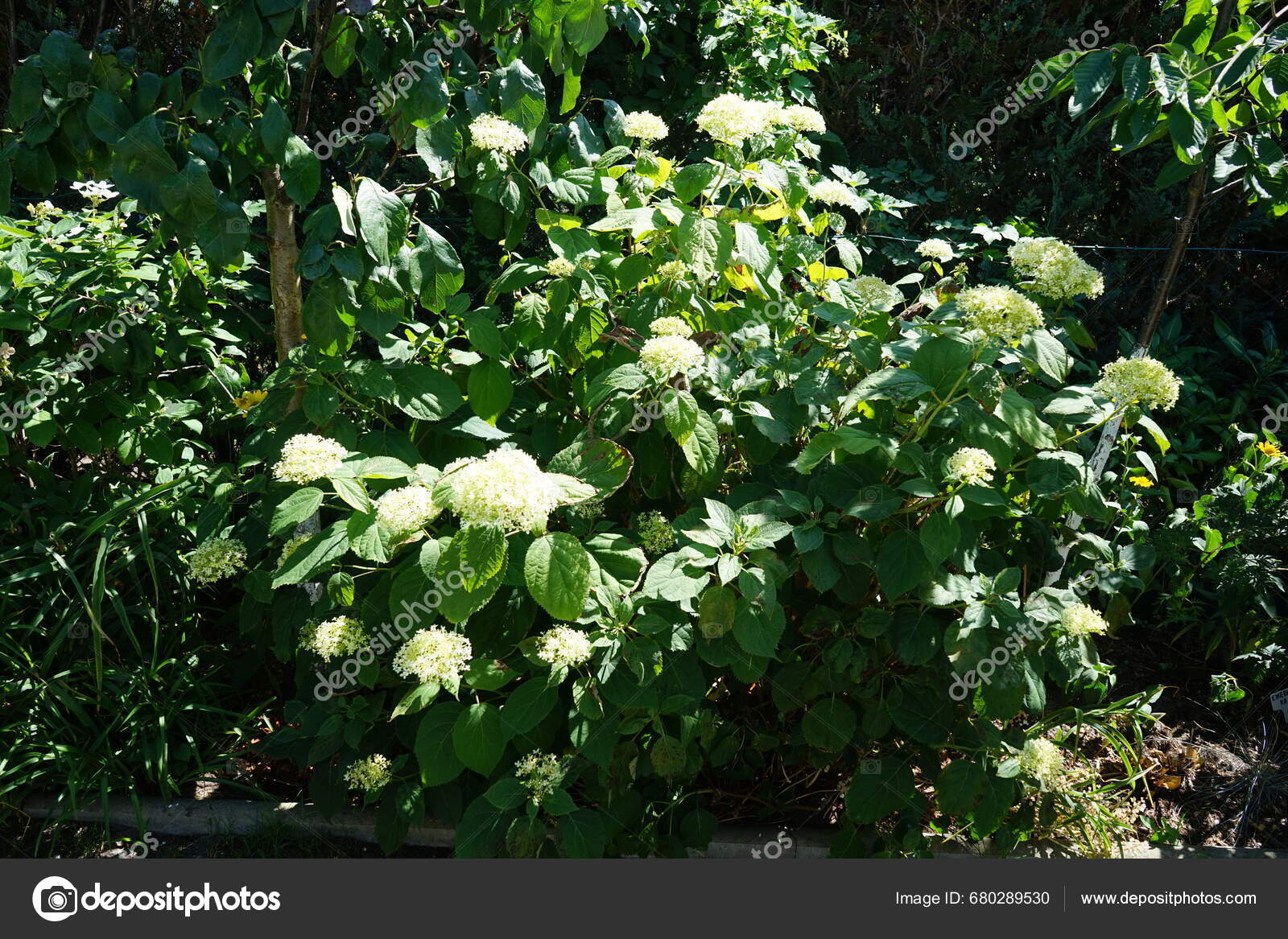 Hydrangea Arborescens Blooms August Hydrangea Arborescens Smooth