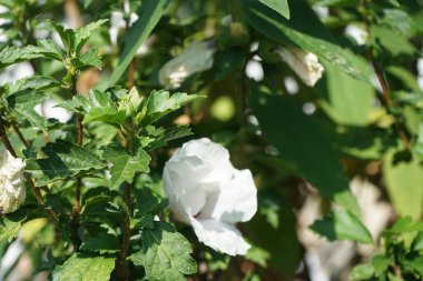 Hibiscus syriacus 'Kızıl Kalp' ağustos ayında kırmızı merkezli büyük beyaz çiçeklerle çiçek açar. Hibiscus syriacus, Malvaceae familyasından bir bitki türü. Berlin, Almanya 