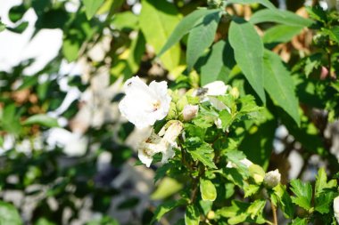 Hibiscus syriacus 'Kızıl Kalp' ağustos ayında kırmızı merkezli büyük beyaz çiçeklerle çiçek açar. Hibiscus syriacus, Malvaceae familyasından bir bitki türü. Berlin, Almanya 