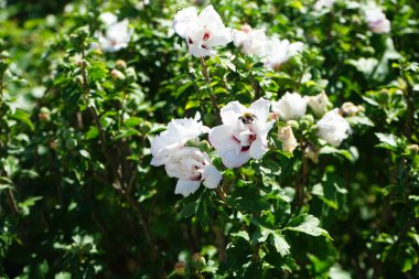 Bir Avrupa bal arısı ağustosta Hibiscus Syriacus 'un Çin şifonundan nektar toplar. Batı bal arısı, Avrupa bal arısı, Apis mellifera bir haşerat böceği. Berlin, Almanya 