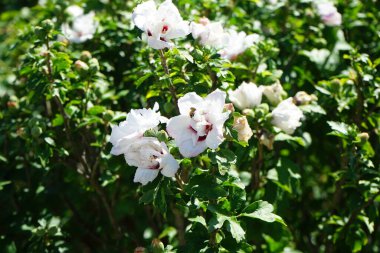 Bir Avrupa bal arısı ağustosta Hibiscus Syriacus 'un Çin şifonundan nektar toplar. Batı bal arısı, Avrupa bal arısı, Apis mellifera bir haşerat böceği. Berlin, Almanya 