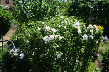 Hibiscus syriacus 