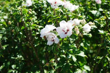 Bir Avrupa bal arısı ağustosta Hibiscus Syriacus 'un Çin şifonundan nektar toplar. Batı bal arısı, Avrupa bal arısı, Apis mellifera bir haşerat böceği. Berlin, Almanya 