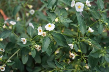 Lycianthes rantonnetii beyaz ağustosta çiçek açar. 