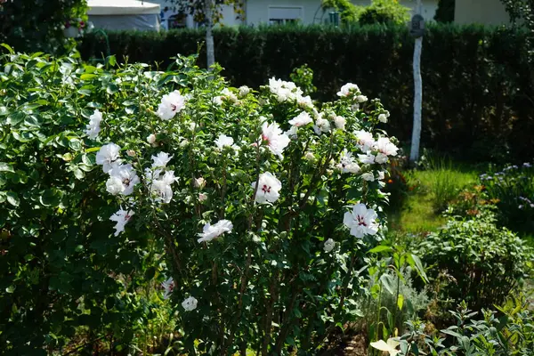 Hibiscus syriacus 