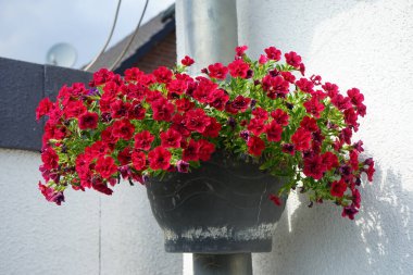 Calibrachoa 'Uno Double Red' ağustosta bir saksıda çiçek açar. Calibrachoa, Solanaceae familyasından bir bitki cinsidir. Berlin, Almanya