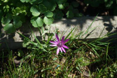 Xeranthemum yıllık çiçekleri ağustosta açar. Xeranthemum annuum, çiçekli bir bitki türüdür ve yıllık olarak ölümsüz ya da ölümsüz olarak bilinir. Berlin, Almanya