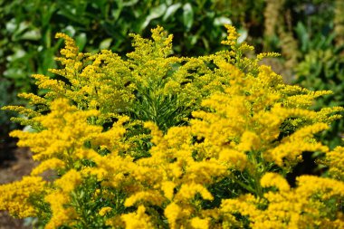 Solidago, ağustosta bahçede sarı çiçeklerle açar. Solidago, Asteraceae familyasından bir bitki cinsidir. Berlin, Almanya  