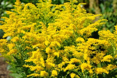 Solidago, ağustosta bahçede sarı çiçeklerle açar. Solidago, Asteraceae familyasından bir bitki cinsidir. Berlin, Almanya  