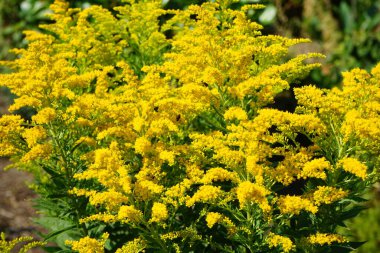 Solidago, ağustosta bahçede sarı çiçeklerle açar. Solidago, Asteraceae familyasından bir bitki cinsidir. Berlin, Almanya  