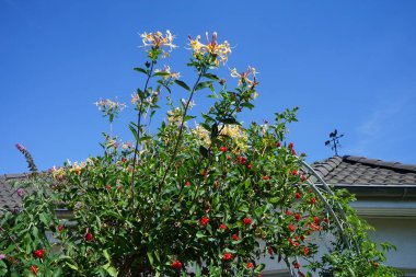 Lonicera periclymenum ağustosta büyür. Lonicera periclymenum (hanımeli), Caprifoliaceae familyasından bir hanımeli türü. Berlin, Almanya