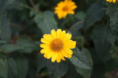 Heliopsis helianthoidleri ağustosta bahçede sarı çiçeklerle çiçek açarlar. Heliopsis helianthoides, Asteraceae familyasından bir bitki türü. Berlin, Almanya
