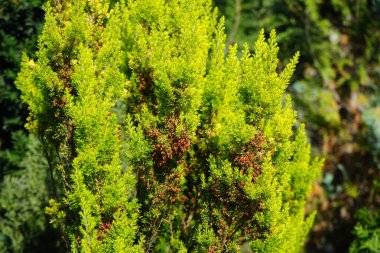 Erica Arborea ağustosta bahçede yetişir. Erica arborea ya da ağaç fundalığı (