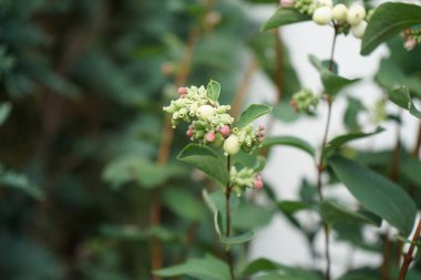 Symphoricarpos albus ağustosta çiçek açar. Symphoricarpos albus, hanımeli familyasından yaygın olarak bilinen bir bitki türüdür. Berlin, Almanya