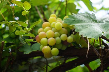 Vitis vinifera 'Neue Ukrayna' Ağustos ayında lezzetli açık kahverengi üzümler üretir. Vitis vinifera, üzümgiller (Felidae) familyasından bir bitki türü. Berlin, Almanya