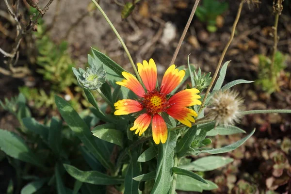 Gaillardia x grandiflora 'Kobold' ağustosta açar. Gaillardia x grandiflora, Asteraceae familyasından, G. aristata G. pulchella familyasından bir bitki türü. Almanya 