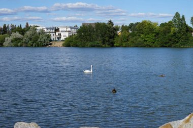 Ağustosta Biesdorfer Baggersee Gölü civarında sessiz kuğu ve yaban ördekleri yaşar. Berlin, Almanya