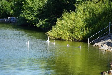 Ağustosta Biesdorfer Baggersee gölünde yaşayan yetişkin beyaz ve genç dilsiz kuğular. Dilsiz kuğu (