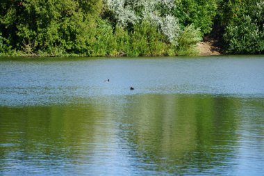 Ağustosta Biesdorfer Gölü 'nde yüzen iki ördek. Tüylü ördek ya da tütsülenmiş pochard, Aythya fuligula, küçük bir dalış ördeğidir. Berlin, Almanya 