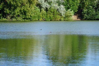 Ağustosta Biesdorfer Gölü 'nde yüzen iki ördek. Tüylü ördek ya da tütsülenmiş pochard, Aythya fuligula, küçük bir dalış ördeğidir. Berlin, Almanya 