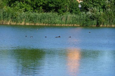 Bir grup su kuşu olan Tufted ördekleri Aythya fuligula ve Great crested grebes Podiceps ağustos ayında Biesdorfer Baggersee Gölü 'nde yüzerler. Berlin, Almanya