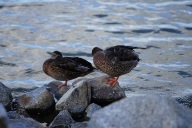 Mallard ördekleri Ağustos ayında Biesdorfer Gölü kıyısında kayaların üzerinde otururlar. Yaban ördeği (