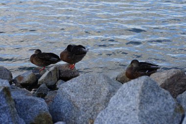 Mallard ördekleri Ağustos ayında Biesdorfer Gölü kıyısında kayaların üzerinde otururlar. Yaban ördeği (