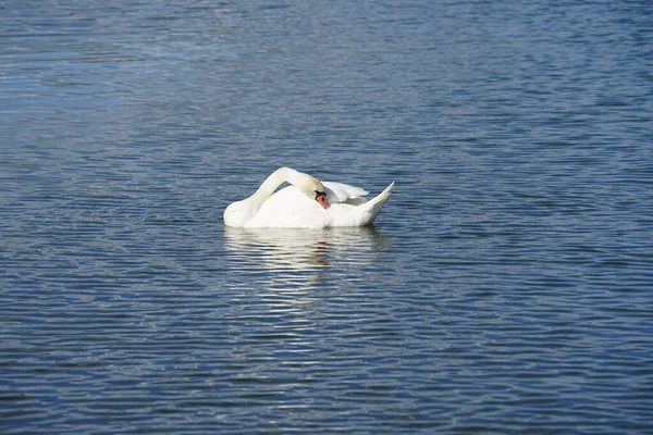 Ağustos ayında Biesdorfer Baggersee gölünde beyaz dilsiz bir kuğu yüzer. Dilsiz kuğu (