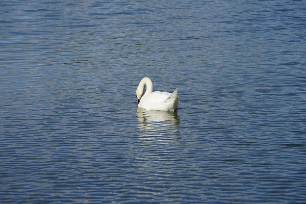 Ağustos ayında Biesdorfer Baggersee gölünde beyaz dilsiz bir kuğu yüzer. Dilsiz kuğu (